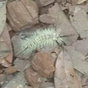 Meet your Posher, Krashenda